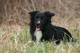 BORDER COLLIE 1544